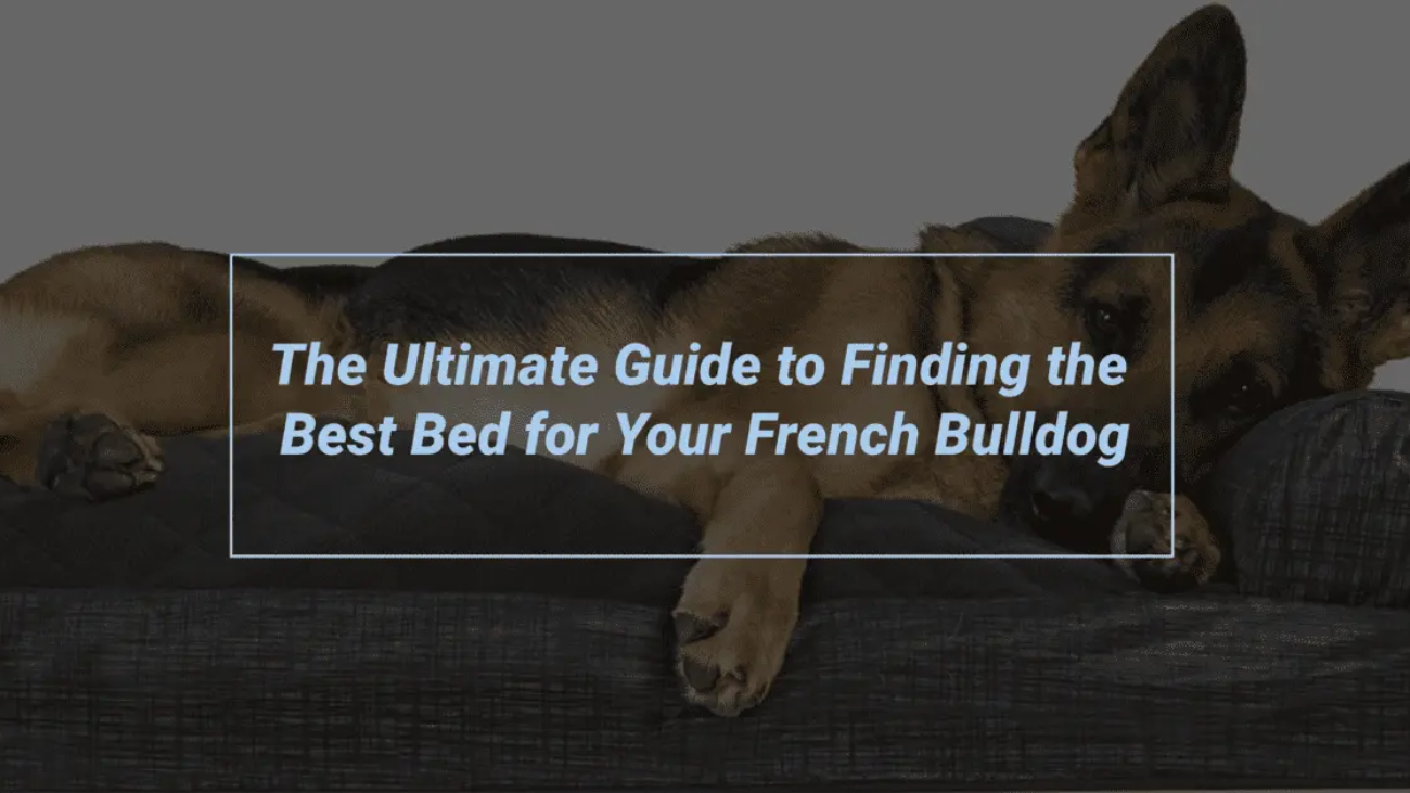 The Ultimate Guide to Finding the Best Bed for Your French Bulldog