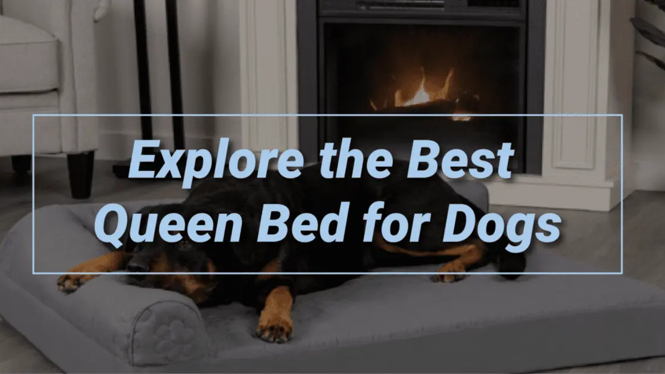 best queen bed for dogs